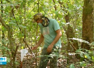Equipes voltam ao local onde macacos foram achados mortos para coletar mosquitos que podem ser vetores da febre amarela