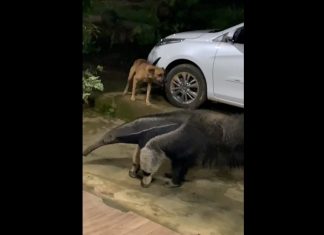 Tamanduá-bandeira surpreende moradores ao aparecer na porta de casa em Palmas; VÍDEO