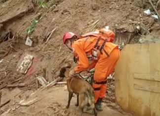 Vídeo mostra cadela Sky ajudando nas buscas por desaparecidos em Petrópolis