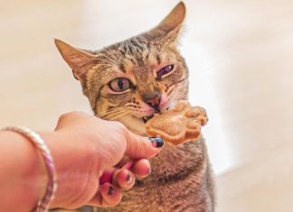 Cafeteria oferece expresso, comidinhas e… carinho nos gatinhos. Febre no Japão, os “Gato Cafés” começam a se espalhar pelo Brasil