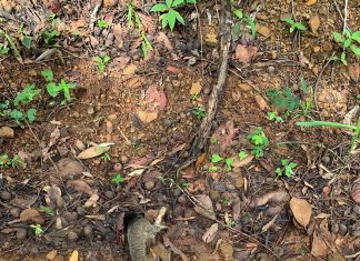 Equipes de saúde investigam morte de macacos na zona rural de Palmas