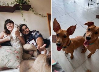 Cães e gatos podem viver em harmonia? Veja dicas de como aproximar os pets sem traumas