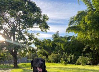 Pets têm planos de saúde, spa, creche, velório e cremação: conheça os serviços e veja valores