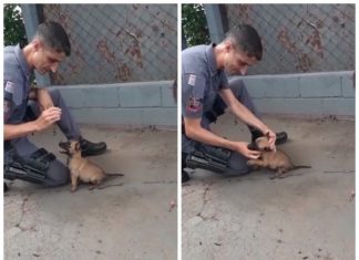 Filhote de pastor belga viraliza com prévia de adestramento para canil da PM; vídeo