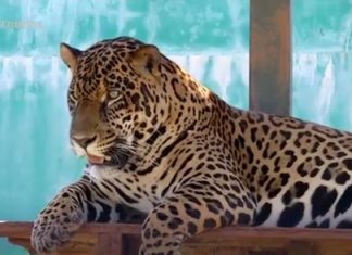 Onça-pintada que recebeu dente de porcelana no TO morre durante transferência para instituto