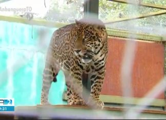 Campanha de ONG alerta para risco de extinção de animais símbolos do cerrado