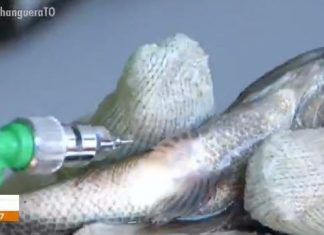 Quase 30 mil peixes são vacinados contra doença em parque aquícola de Palmas