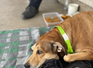 Conheça Lucimara, a vira-lata caramelo que ‘conquistou’ o direito de ficar com o dono no hospital