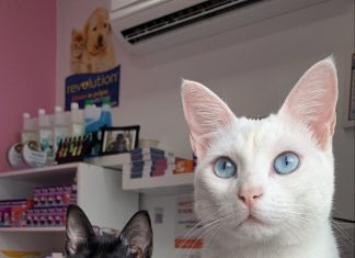 No Dia Mundial do Gato, descubra cinco mitos sobre os felinos