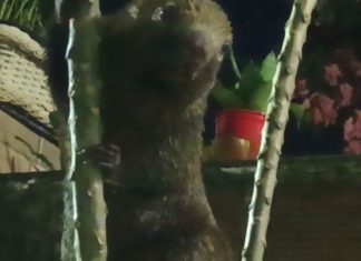 Ouriço-cacheiro é resgatado em quintal de casa no bairro de Mussurunga, em Salvador