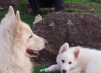 Sites de relacionamento para pets: conheça histórias de ‘matchs’ entre animais