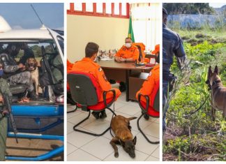 Do ‘contrato’ à aposentadoria: cães militares voam de helicóptero, treinam com membros humanos amputados e até participam de reuniões