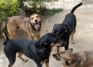 Tragédia em Petrópolis: conheça história de animais resgatados