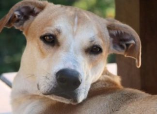 Vira-lata é o favorito dos tutores do Brasil; veja ranking de raças mais populares no país