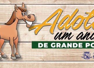 Cavalos e éguas podem ser adotados em Santa Luzia, na Grande BH; veja regras