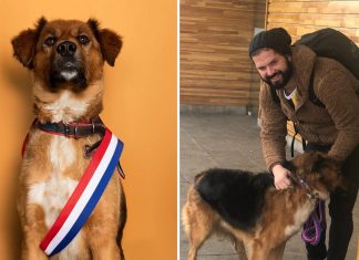 Brownie: conheça o ‘primeiro-cão’ do Chile, sucesso nas redes sociais