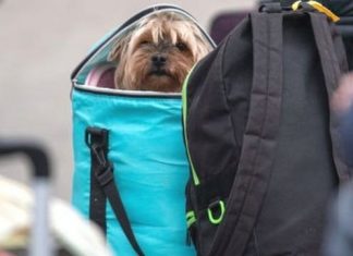 Como os animais estão sendo resgatados durante a guerra na Ucrânia