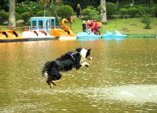 Evento reúne áreas de bem-estar e entretenimento para pets