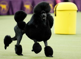 Poodle volta a ser uma das raças mais queridas nos Estados Unidos; labrador lidera