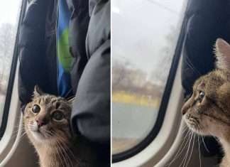 Stepan, gato influencer ucraniano, faz vaquinha para proteger animais durante a guerra