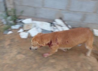 Lavradora relata dificuldade para prestar queixa na BA após ameaça de vizinho suspeito de atirar em cachorro