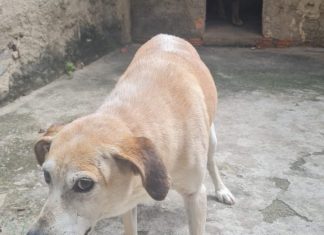 Veterinária alerta sobre cuidados com pets jovens para velhice saudável