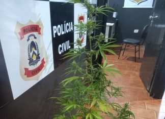 Homem é preso com pé de maconha de um metro e diz que produção era para fins medicinais