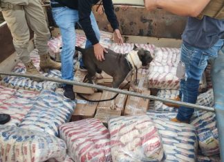 Carregamento de drogas é encontrado junto com carga de arroz em caminhão