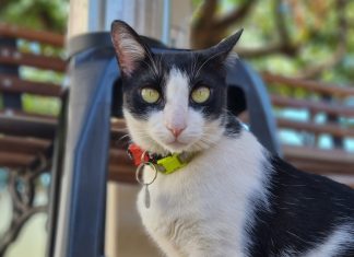 Ouça a história de Frajola, gato comunitário que obteve reconhecimento em decisão inédita da Justiça