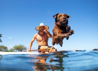 Conheça a história de Bono, o cão surfista que acumula prêmios