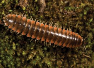 Taylor Swift, Bob Marley, RuPaul: veja famosos que cientistas homenagearam com nomes de espécies