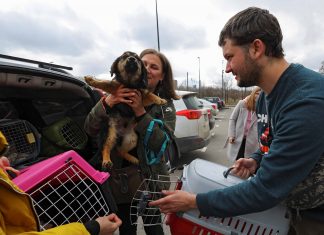Cães e gatos abandonados na Ucrânia são resgatados e levados para Rússia
