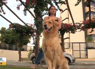 Gripe em cães e gatos: saiba os cuidados para manter a saúde dos pets no período chuvoso