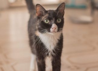 Cães e gatos aguardam novo lar durante feira de adoção em Maceió