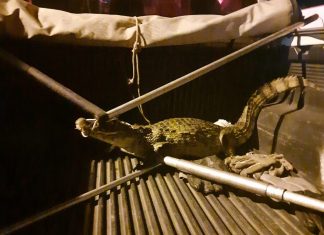 Jacaré aparece no meio da rua na cidade de Itamaraju