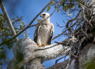 Conhecida como ‘a maior águia das Américas’, harpia é fotografada no sul da Bahia; ave é considerada extremamente rara