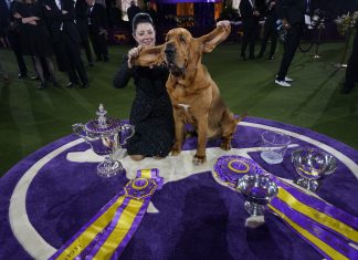 Trumpet se torna o primeiro bloodhound a vencer tradicional concurso internacional de cães