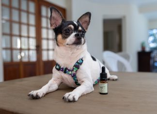 Cannabis medicinal para cães e gatos é buscada por donos de pet mesmo com os riscos da ilegalidade no Brasil