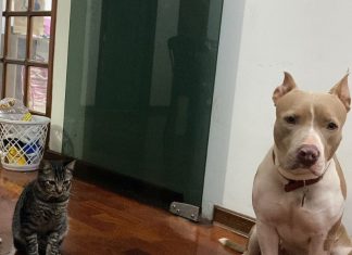 Como adaptar um segundo pet ao lar? Veterinário dá dicas para quem quer ter um novo companheiro em casa