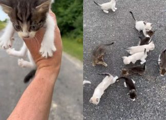 Homem ajuda a resgatar gatinho na estrada e cai em ‘emboscada’ com resto da ninhada