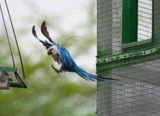 Há mais de duas décadas extintas da natureza, ararinhas-azuis nascidas em viveiros são soltas no sertão baiano
