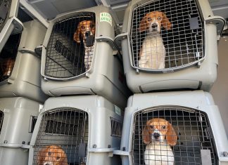 4 mil beagles são resgatados de local de reprodução de cães nos EUA