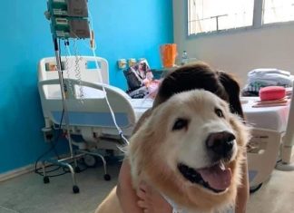 Cão terapeuta ‘se aposenta’ após oito anos de trabalhos voluntários em Belo Horizonte