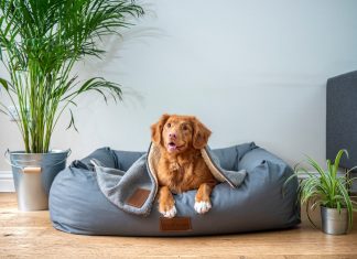 O país onde ter cachorro ou gato pode em breve dar cadeia