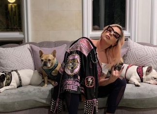Suspeito de atirar em passeador e roubar cães de Lady Gaga é libertado por engano nos EUA
