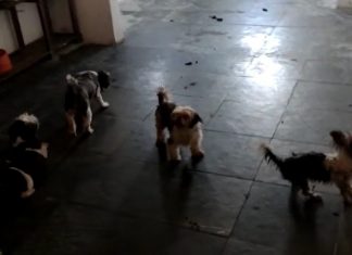 Mulher é levada para delegacia em Salvador após denúncia de maus-tratos contra cachorros