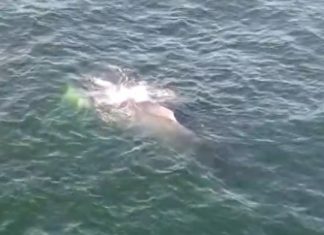 Baleia jubarte fêmea e o filhote dela são flagrados não região do farol de Itapuã, na orla de Salvador