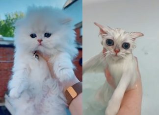 Vídeo com ‘antes e depois’ de pets molhados viraliza em rede social; assista