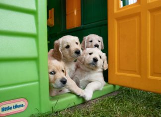 Cachorros lacrimejam mais quando se reencontram com seus donos, diz estudo