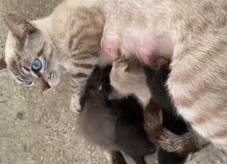 Filhotes de gato abandonados na porta de Centro de Zoonoses ganham ‘mãe de leite’ no extremo sul da Bahia